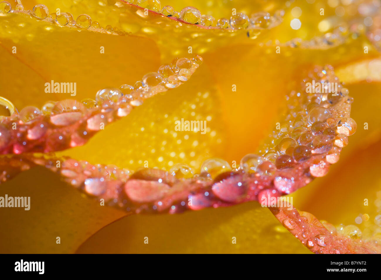 Dew on flower petals Stock Photo Alamy
