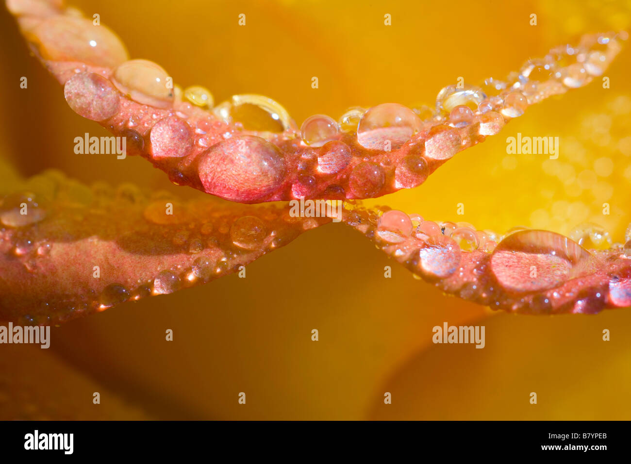 Water drops on flower petals Stock Photo Alamy