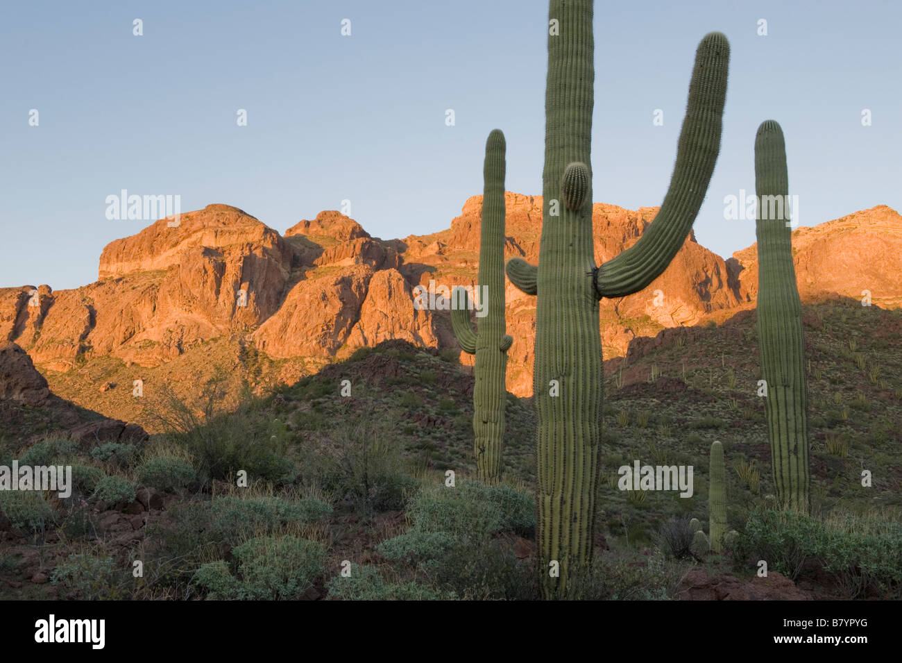 Saguaro Cactus (Carnegiea gigantea) Organ Pipe National Monument, Southern Arizona Stock Photo
