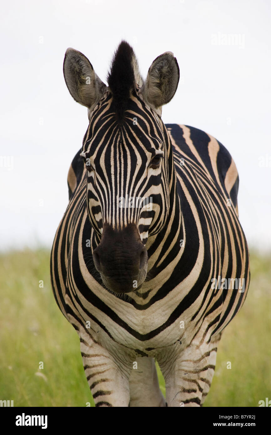 Zebra Game Park South Africa Stock Photo Alamy