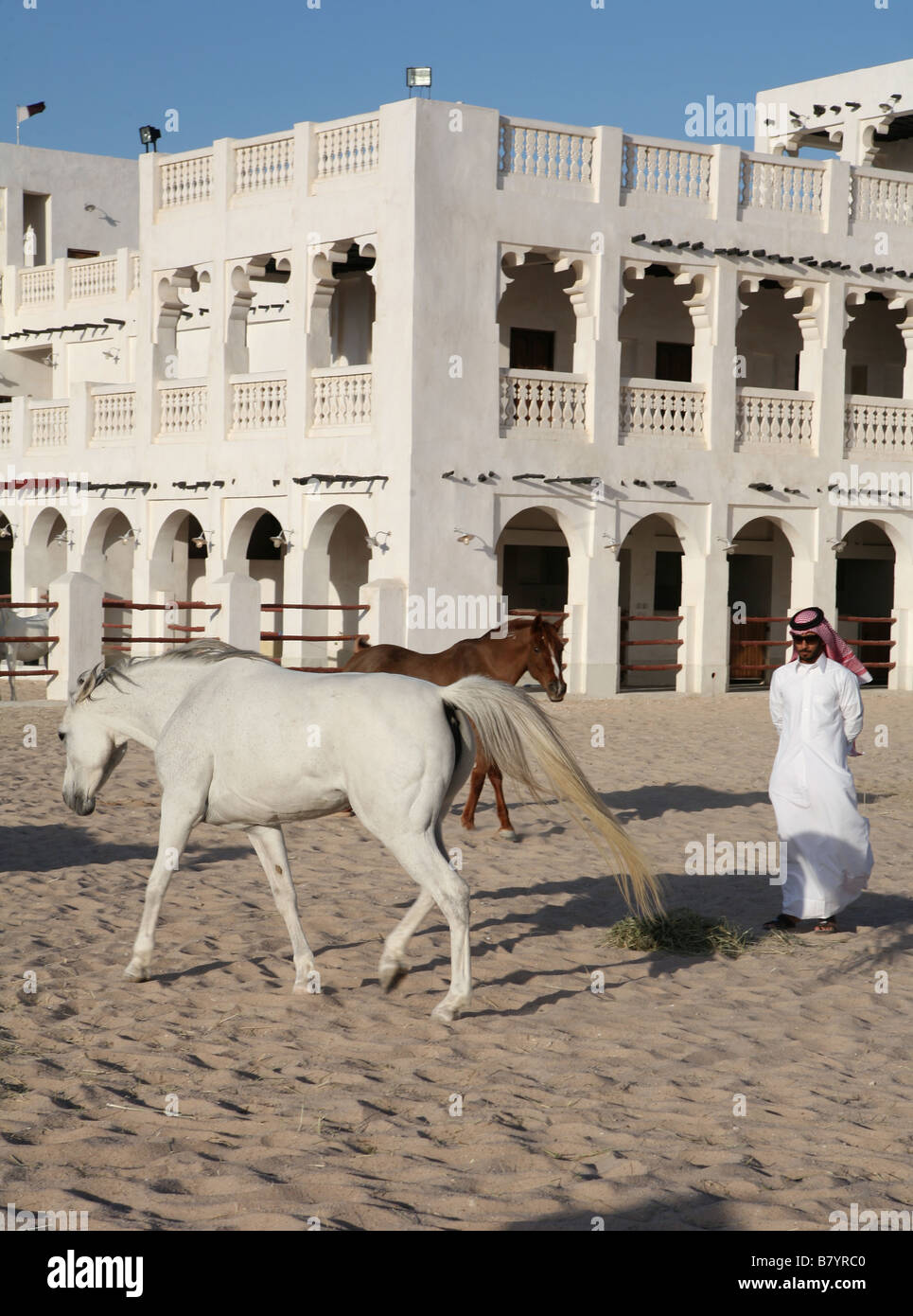 Purebred Arab horses exercise in their stable yard in Doha Qatar Stock