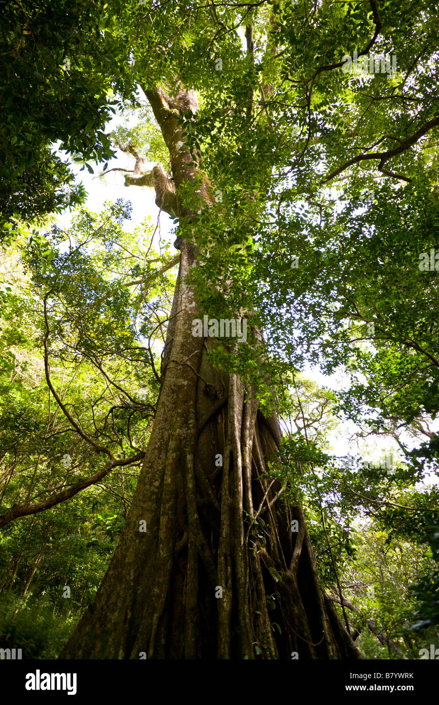 Strangler fig or Matapalo tree along the Las Pailas trail in The Parque Nacional Rincón de la Vieja in Guanacaste, Costa Rica. Stock Photo