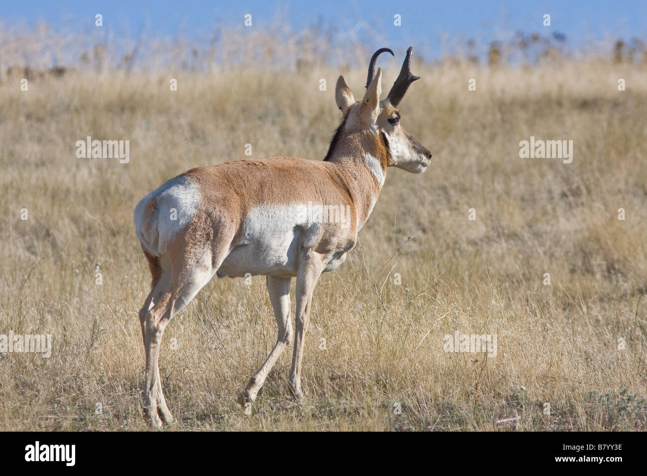 Pronghorn in Montana Stock Photo Alamy