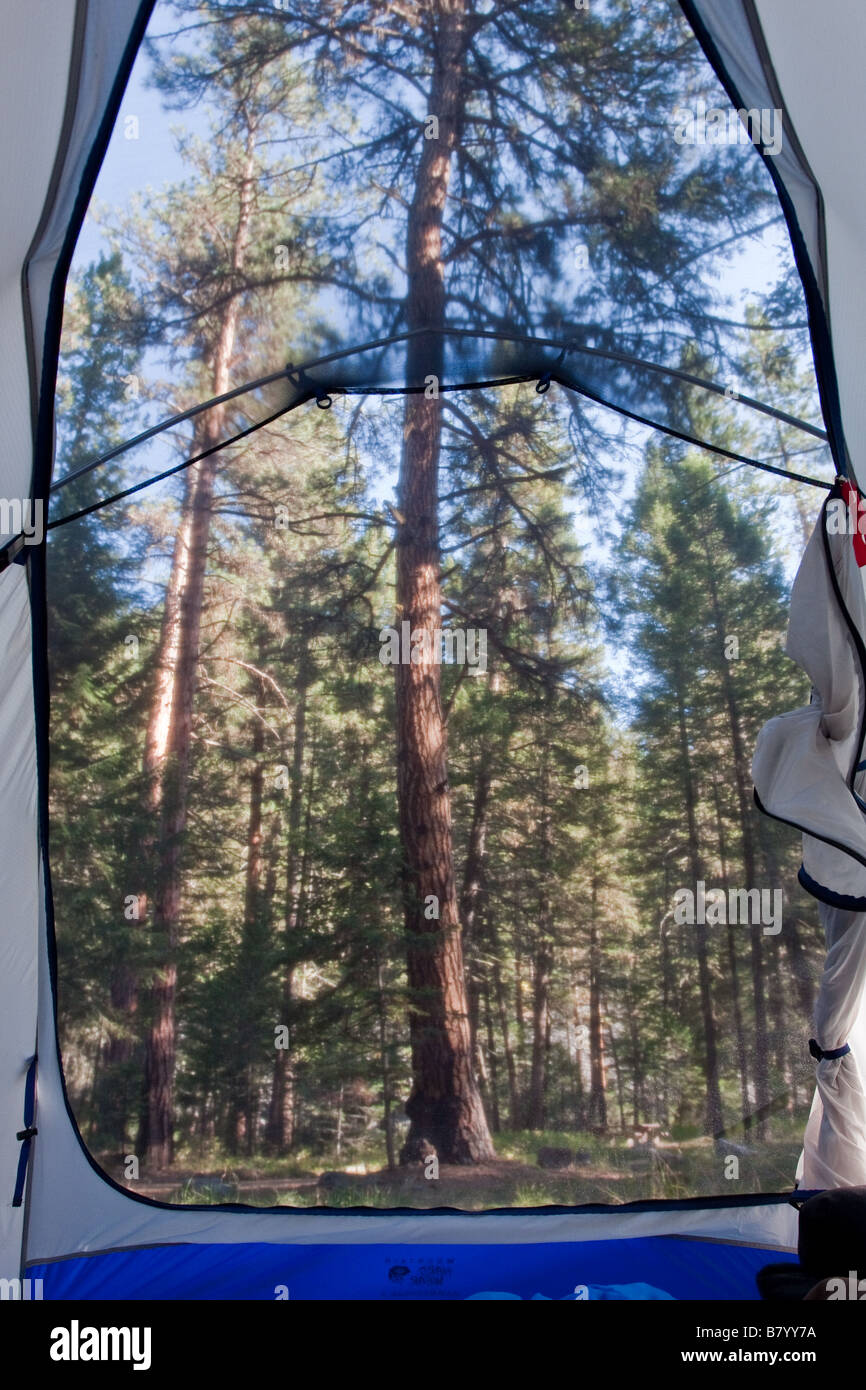 Looking at an old growth pine tree through the tent Stock Photo