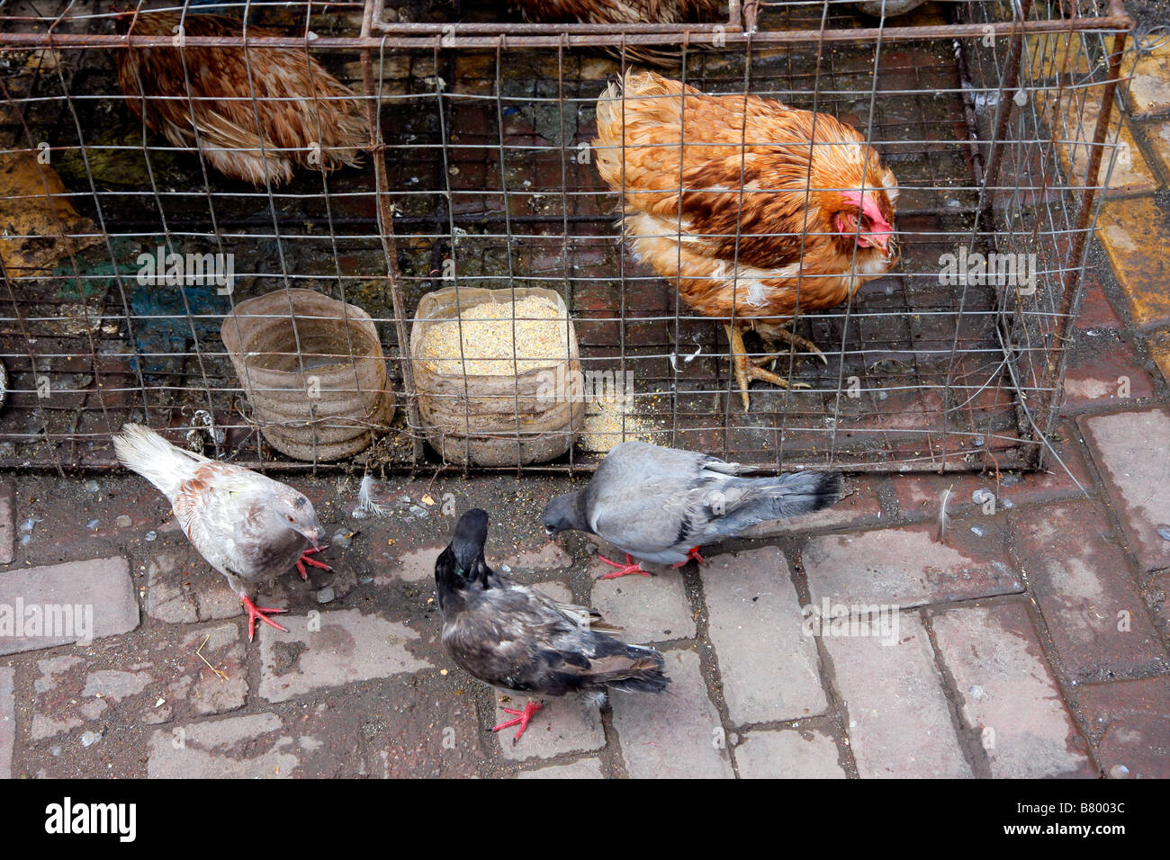 Outdoor live poultry market with chickens and pigeons on the streets of HoHot, Inner Mongolia, northern China Stock Photo