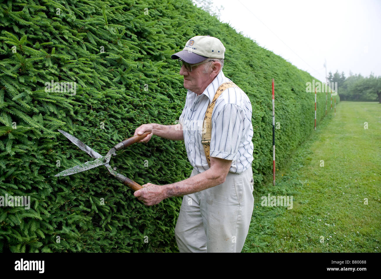 An older man trimming his hedges Stock Photo Alamy