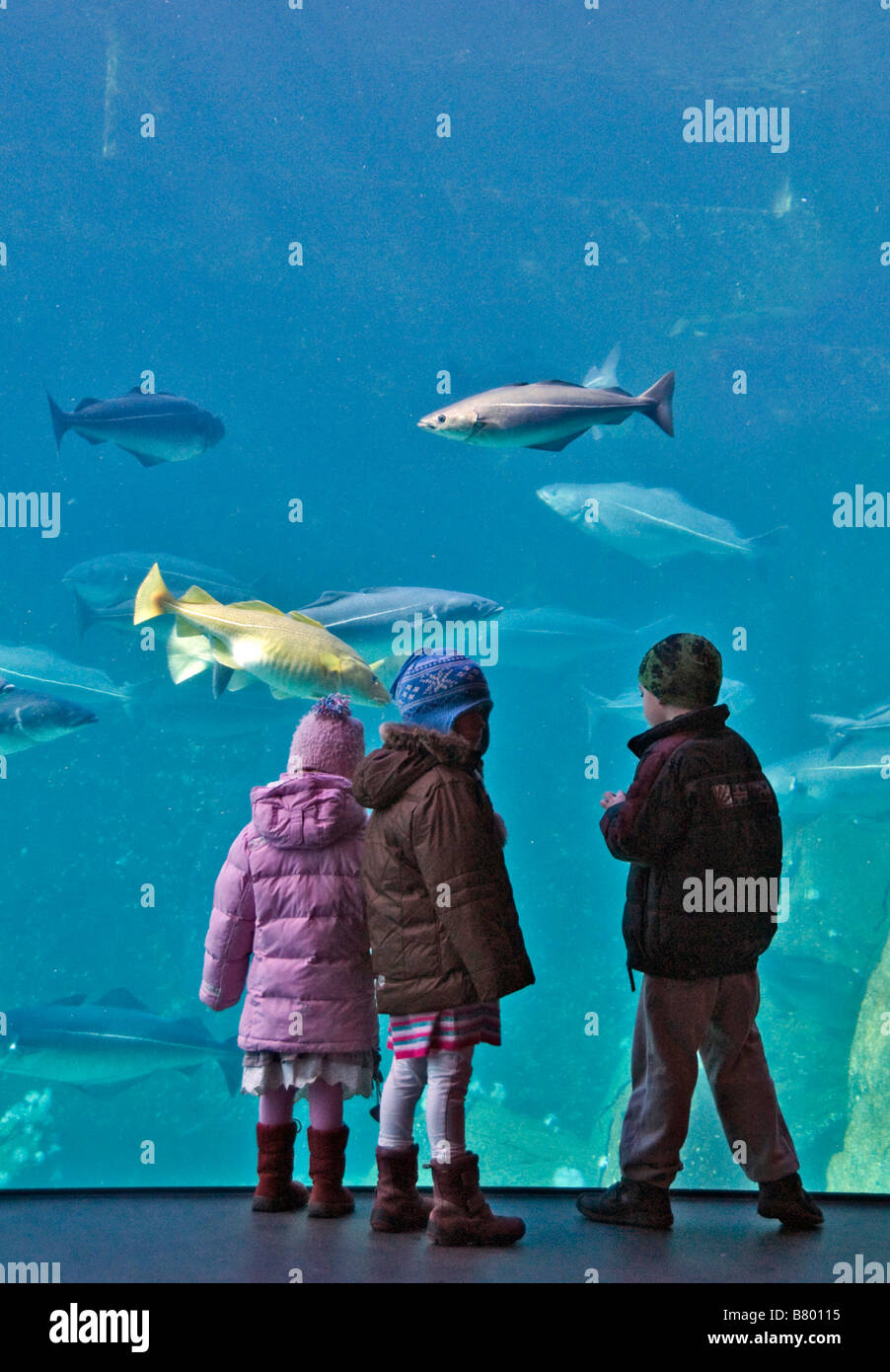 Kids watching the huge cold-water marine aquarium at Atlanterhavsparken in Aalesund, Norway, Alesund Stock Photo