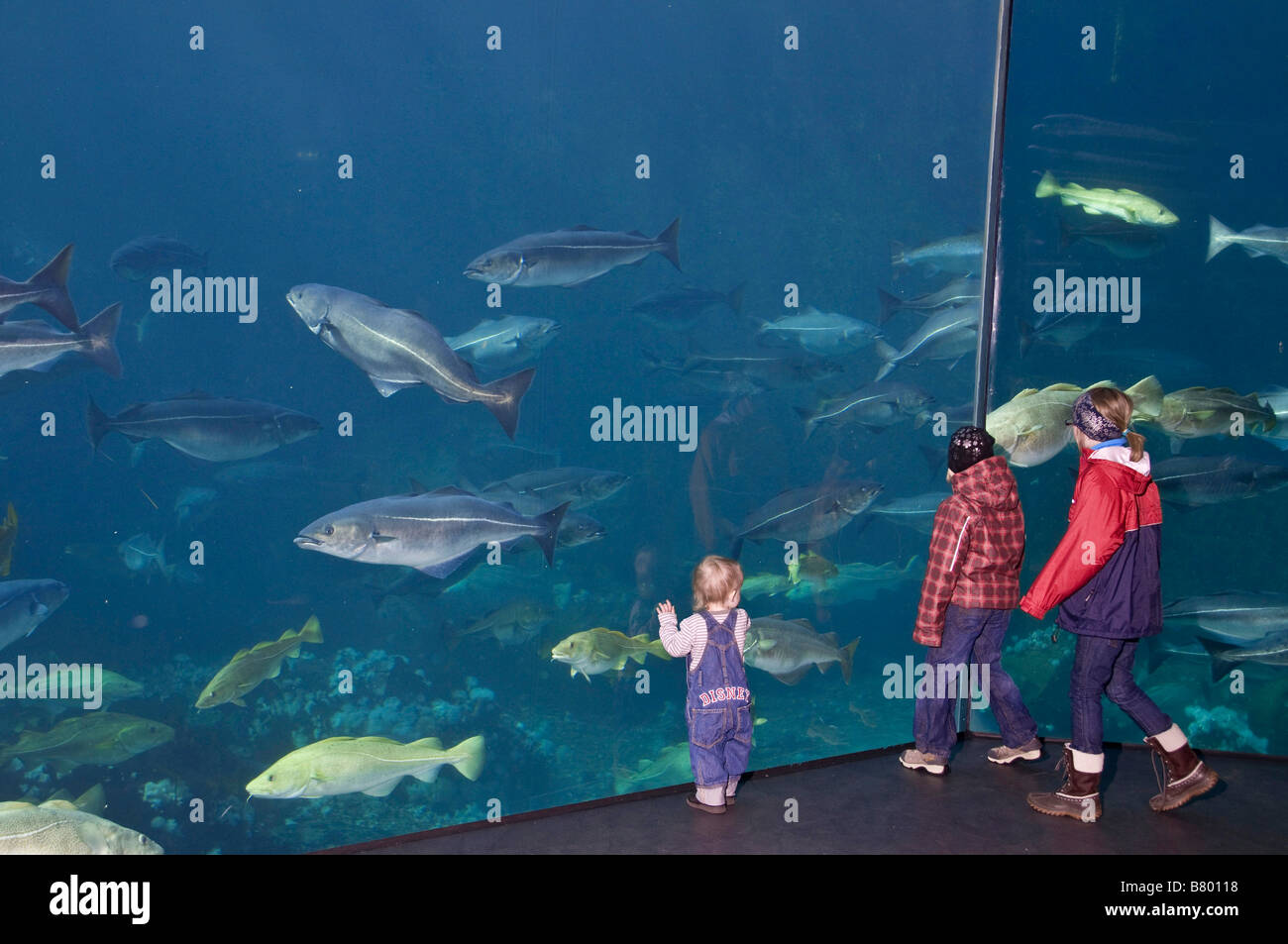 Kids watching the huge cold-water marine aquarium at Atlanterhavsparken in Aalesund Stock Photo