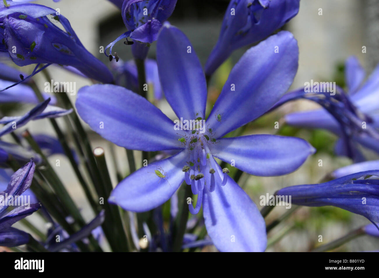 Bugs covering blue flowers in Quito, Ecuador close up Stock Photo Alamy