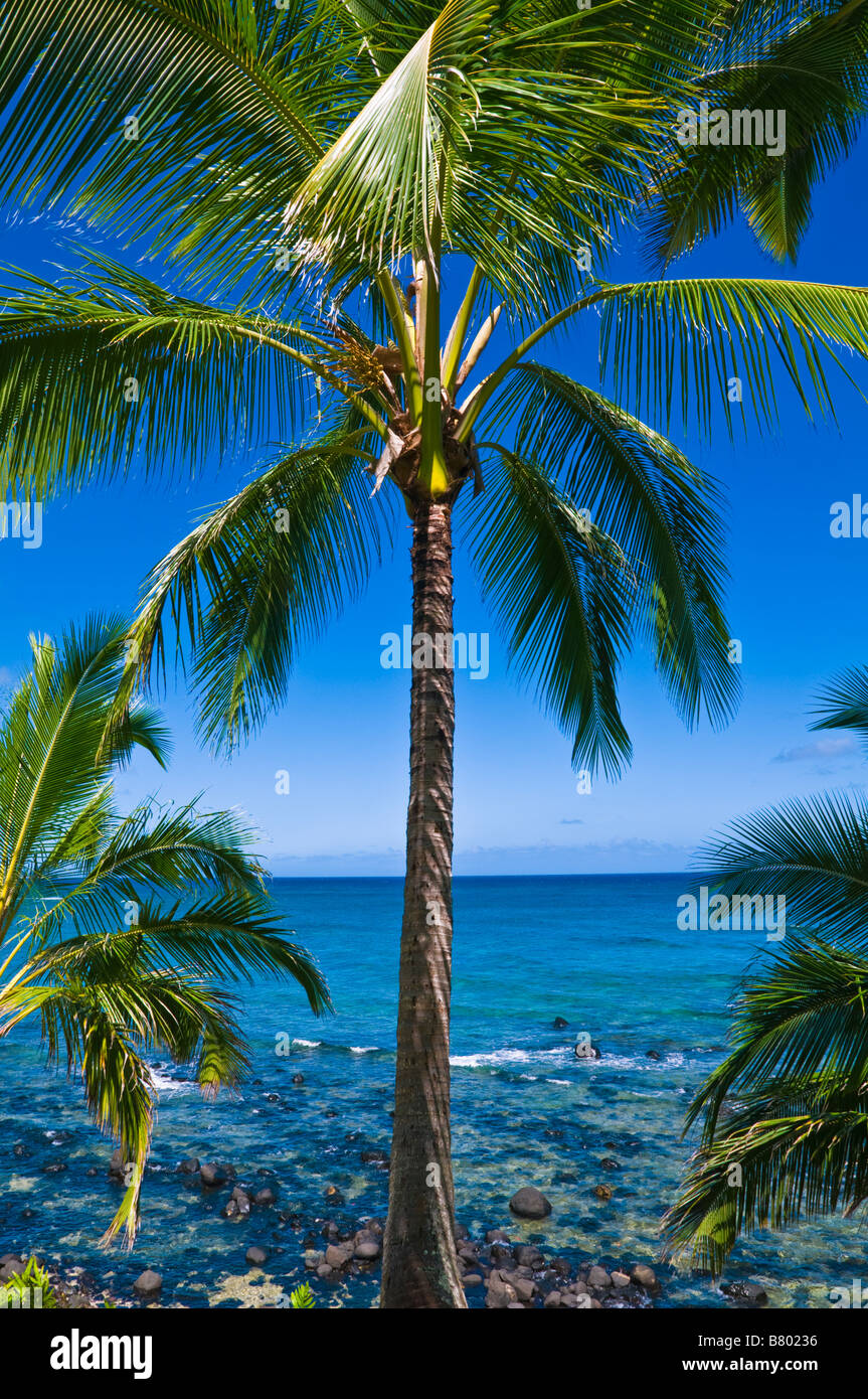 Coconut palms and blue Pacific waters from Hideaways Beach Island of