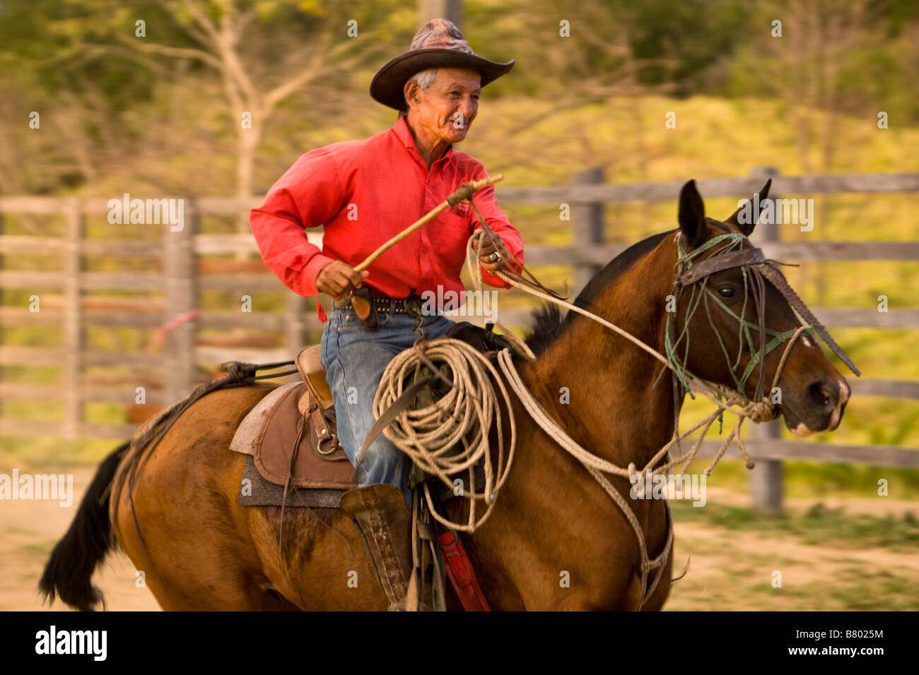 Cowboy on horse wrangling a bull in Guanacaste, Costa Rica Stock Photo -  Alamy