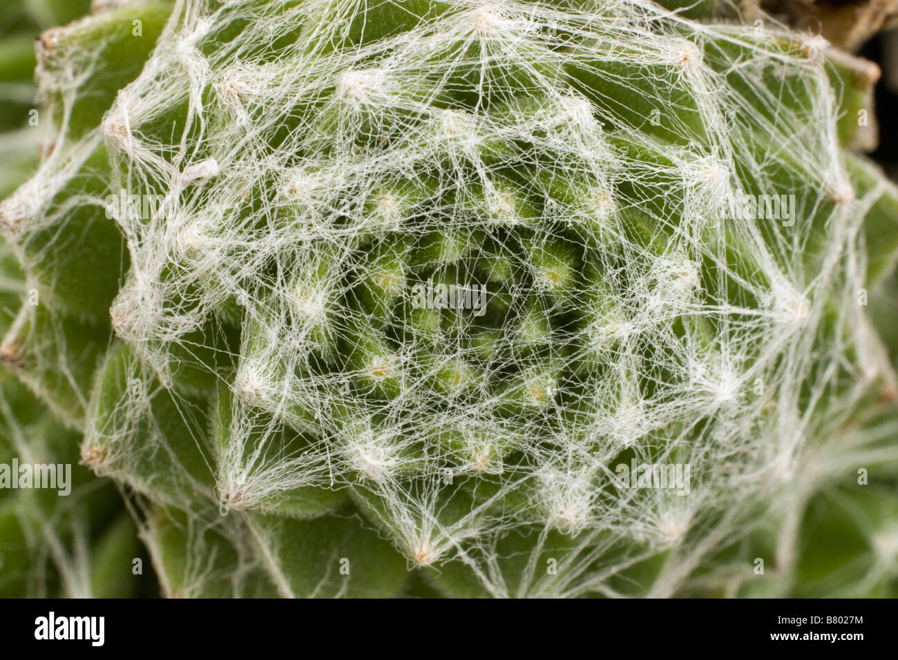 sempervivum arachnoideum stansfieldii cobweb houseleek perennial plant close up Stock Photo