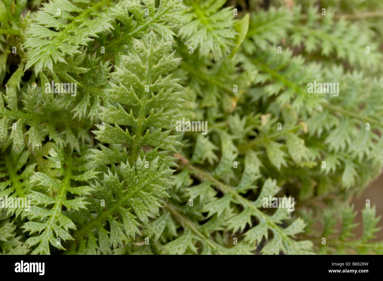 cotula squalida "brass buttons" new zealand Stock Photo Alamy