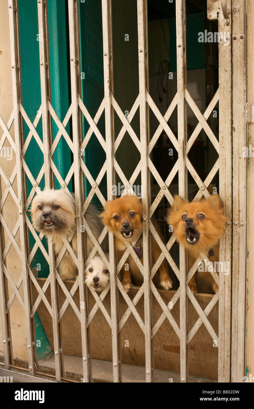 Five dogs barking Stock Photo Alamy