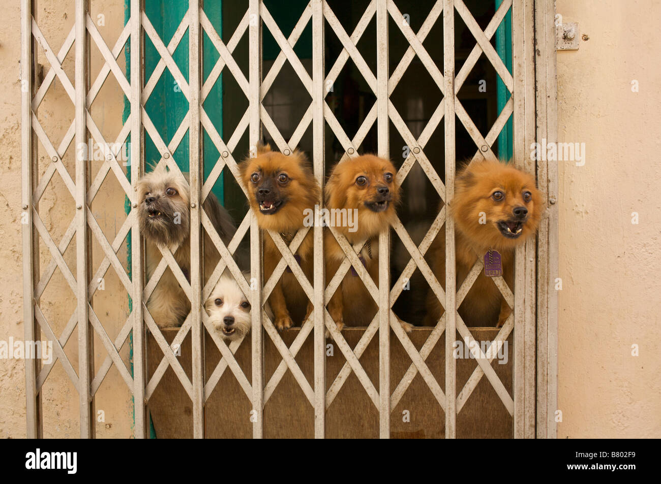 Five dogs barking Stock Photo Alamy