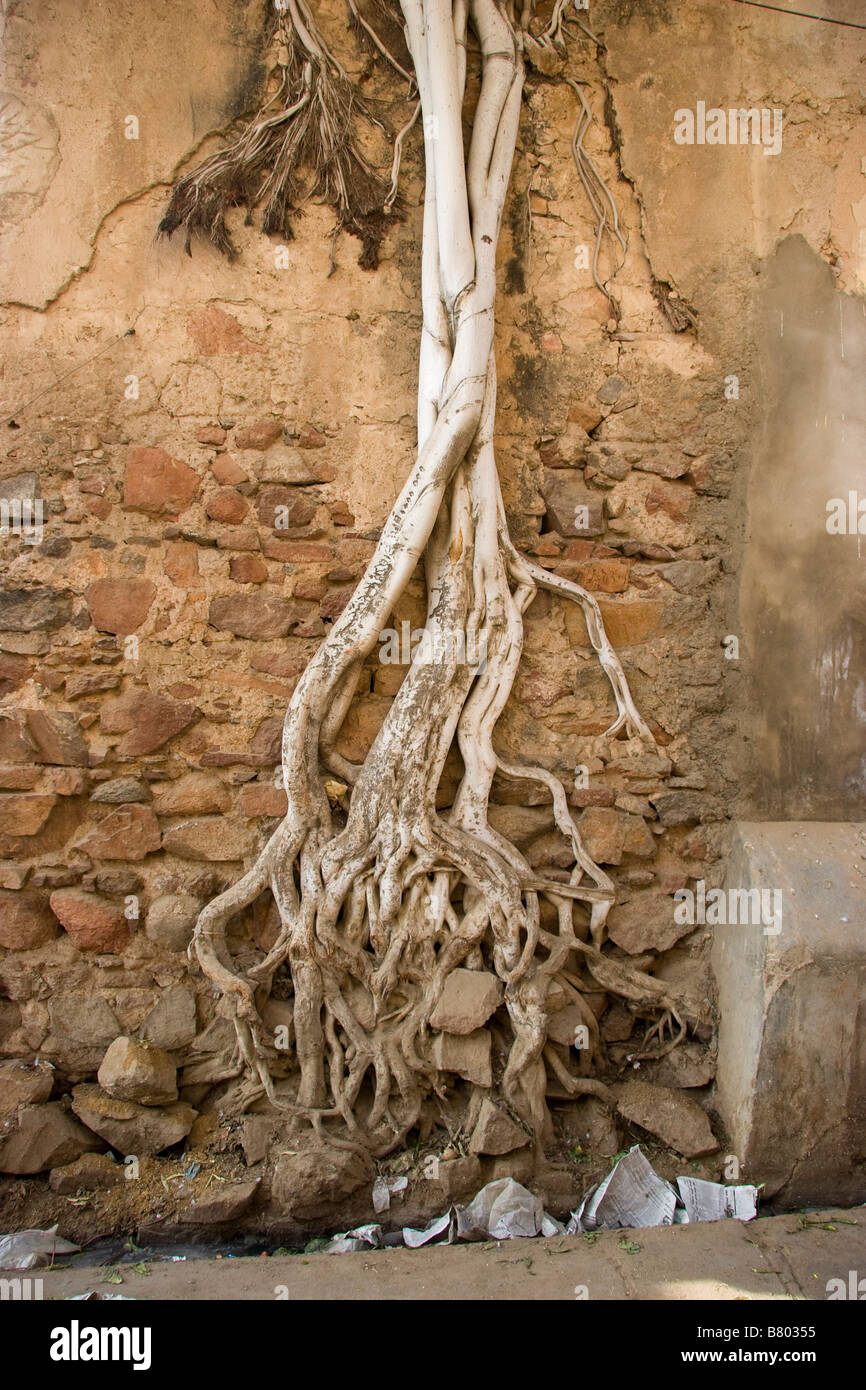 Tree roots grows on wall Jhunjhunu Rajasthan India Stock Photo