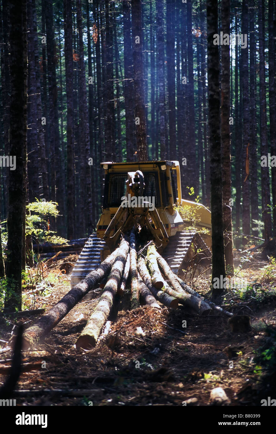 Cat hauling logs out to staging area, British Columbia, Canada Stock
