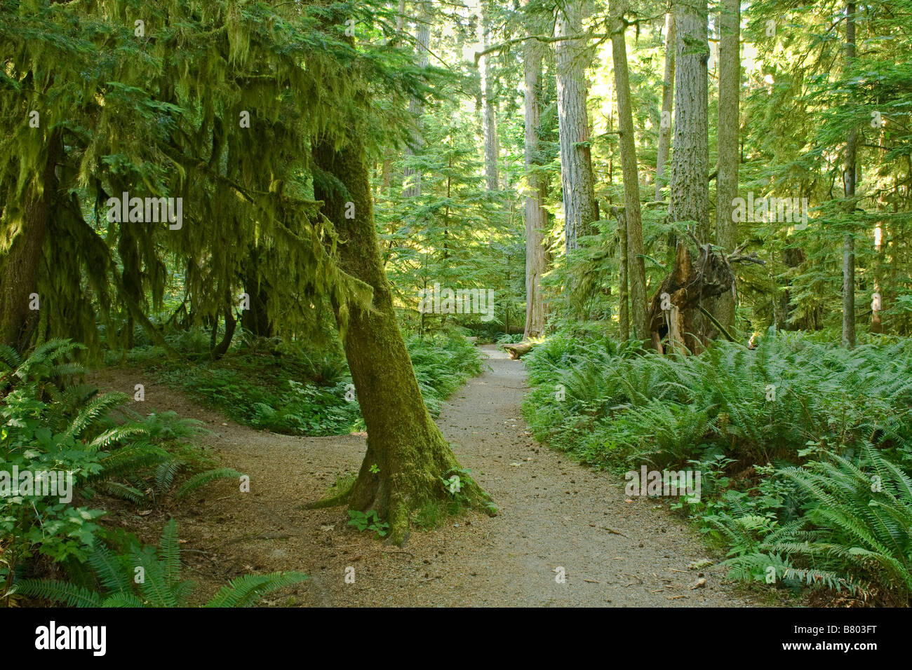 BRITISH COLUMBIA - Trail through old growth forest in Macmillan Provincial Park on Vancouver Island. Stock Photo