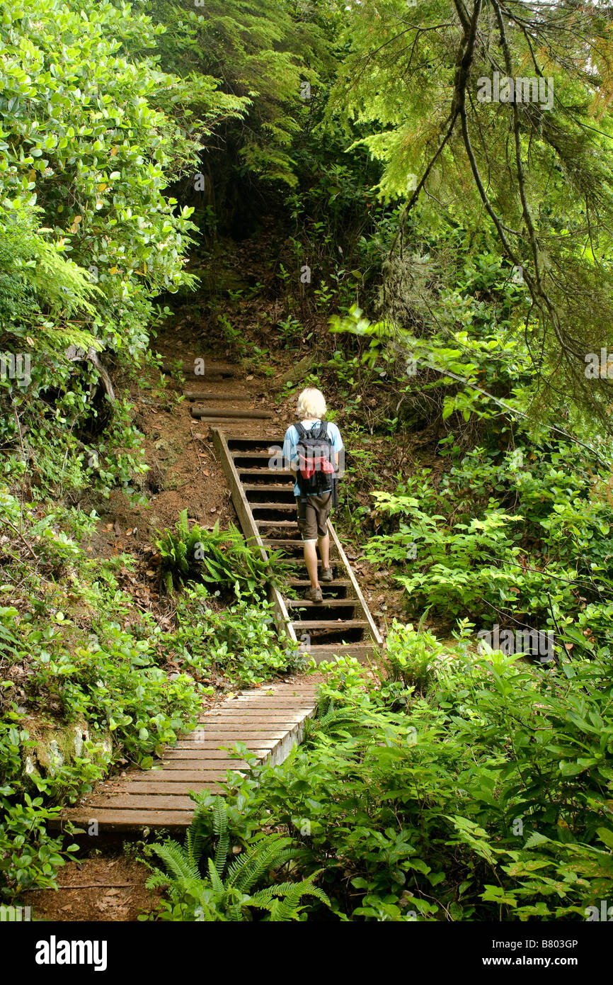 BRITISH COLUMBIA - Hiker on a forested section of the Juan de Fuca Trail south of Parkinson Creek. Stock Photo