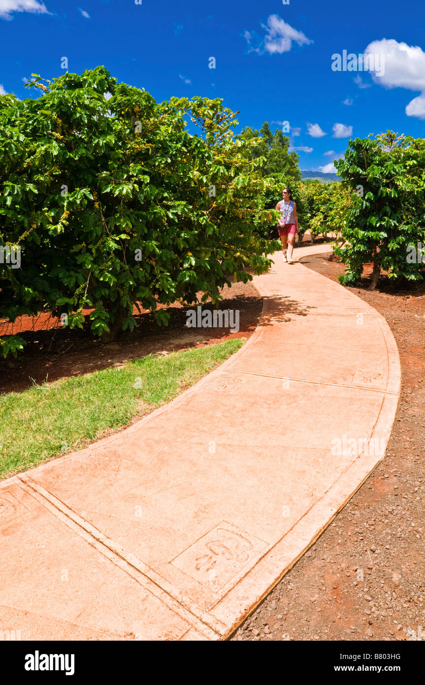 Walkway and coffee trees at the Kauai Coffee Company Island of Kauai