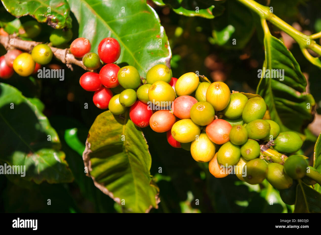 Red coffee cherries on the vine at the Kauai Coffee Company Island of