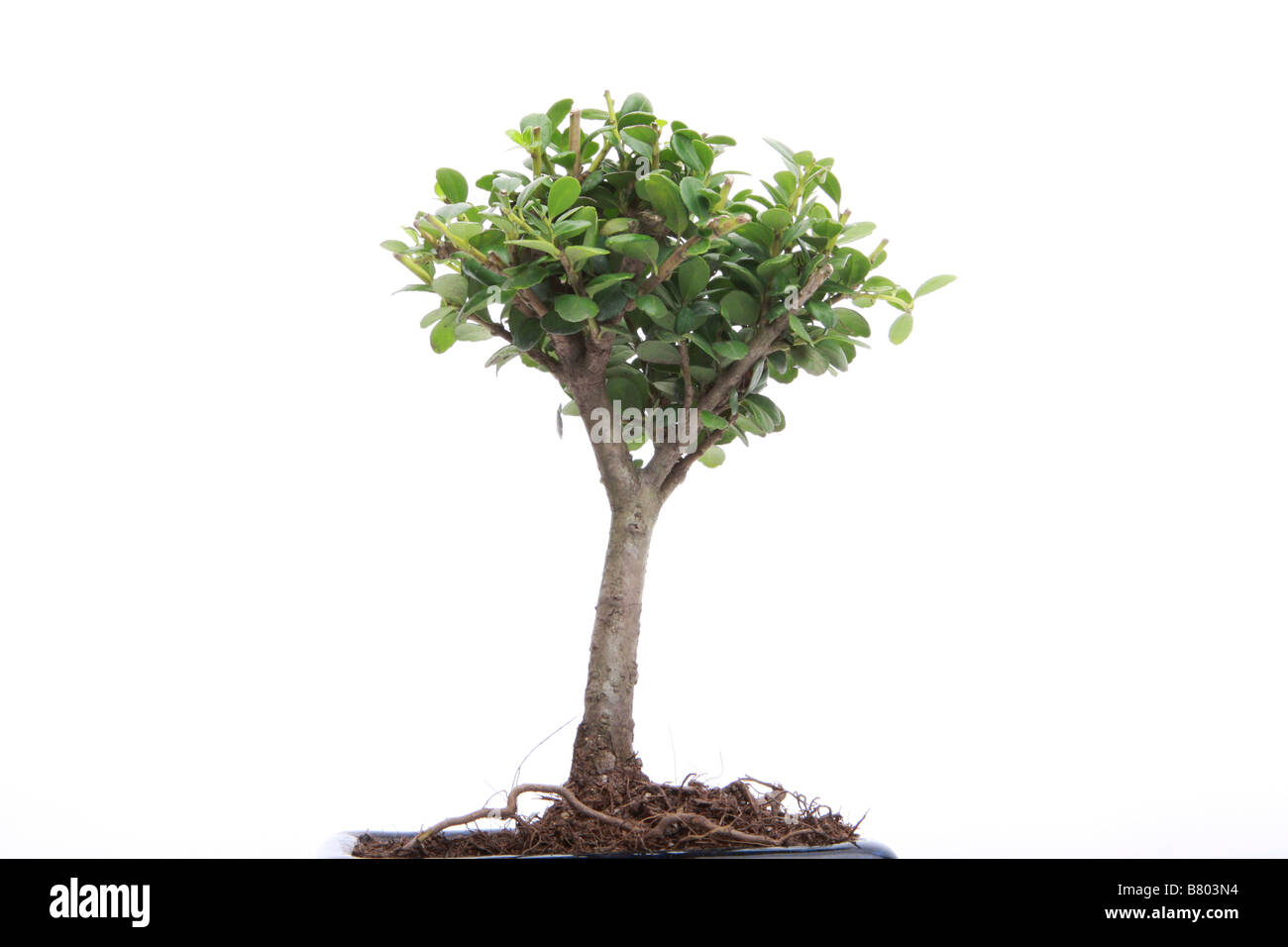 Japanese bonsai tree isolated on white Stock Photo - Alamy