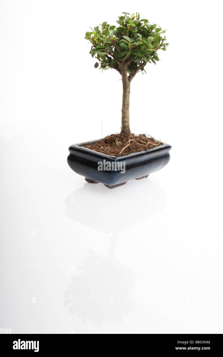 Japanese bonsai tree isolated on white Stock Photo - Alamy