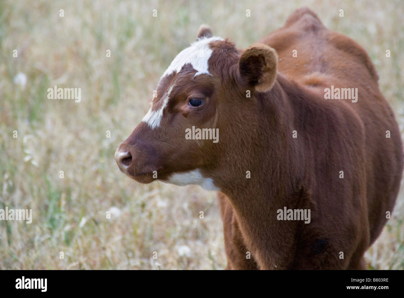 brown and white calf looking Stock Photo - Alamy