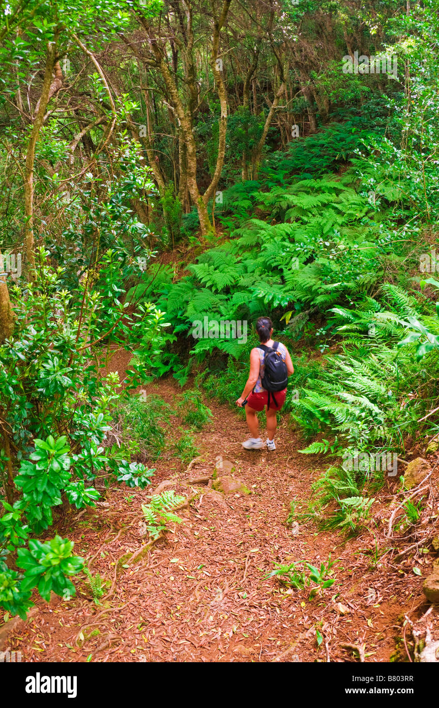 Hiker on the lush Po omau Canyon Ditch Trail Kokee State Park Island of