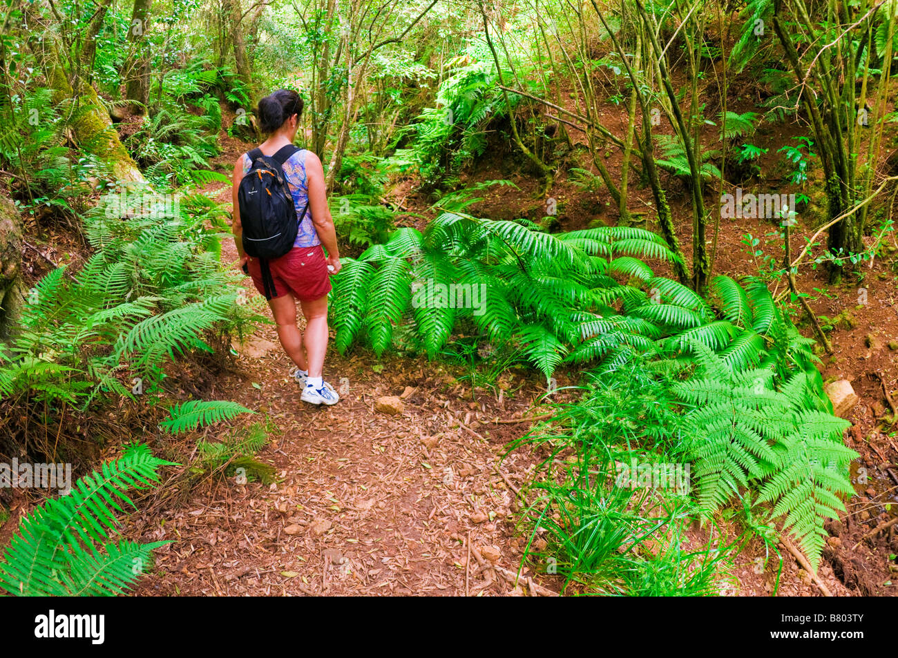 Hiker on the lush Po'omau Canyon Ditch Trail Kokee State Park Island of