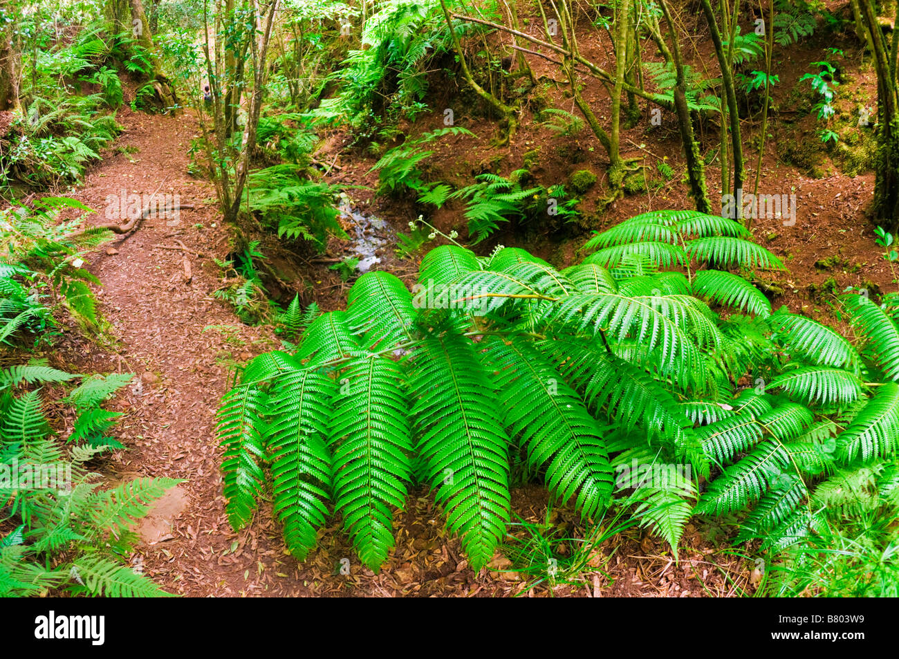 Hiker on the lush Po omau Canyon Ditch Trail Kokee State Park Island of