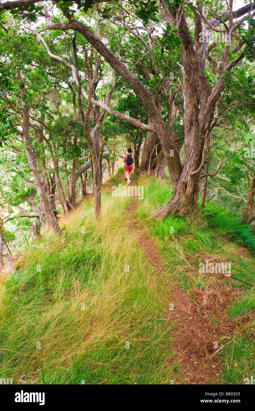 Hiker on the lush Po omau Canyon Ditch Trail Kokee State Park Island of