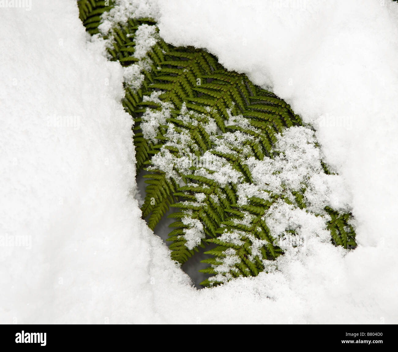 New zealand tree fern koru hi-res stock photography and images - Alamy