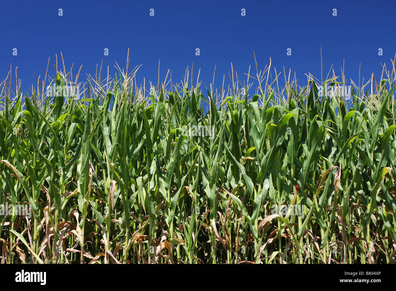mais corn growing in a cornfield against a blue sky Stock Photo