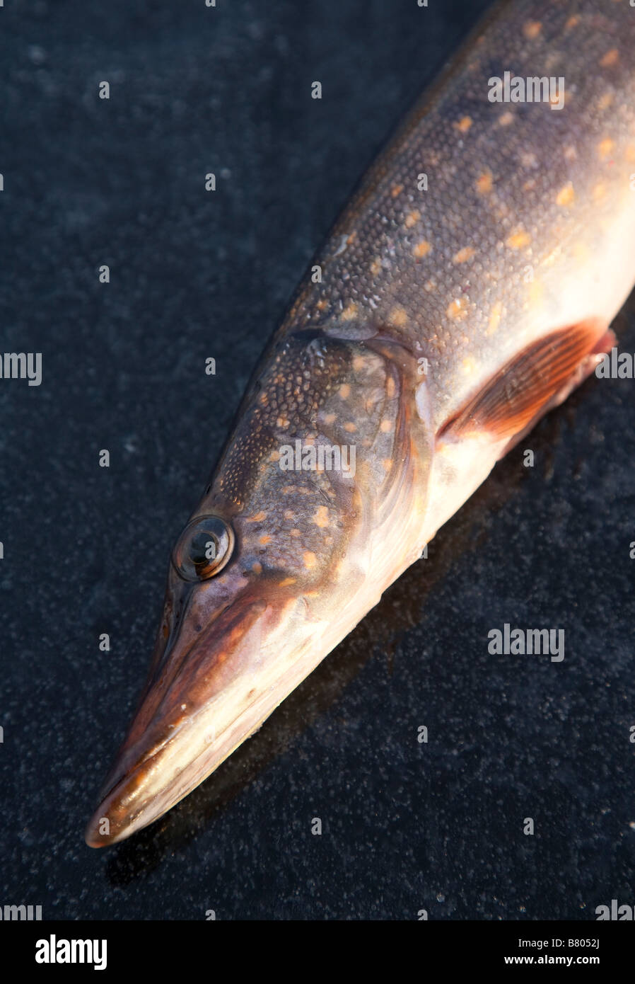 Isolated freshly caught northern pike  ( esox lucius ) on ice , Finland Stock Photo