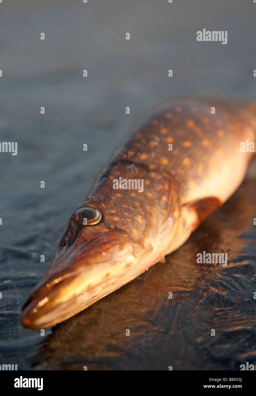 Closeup of a freshly caught northern pike ( esox lucius ) head and eye ...