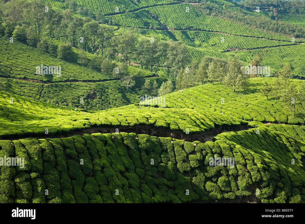 Teaplantations with a gang of Tamil women picking tealeaves near Munnar ...