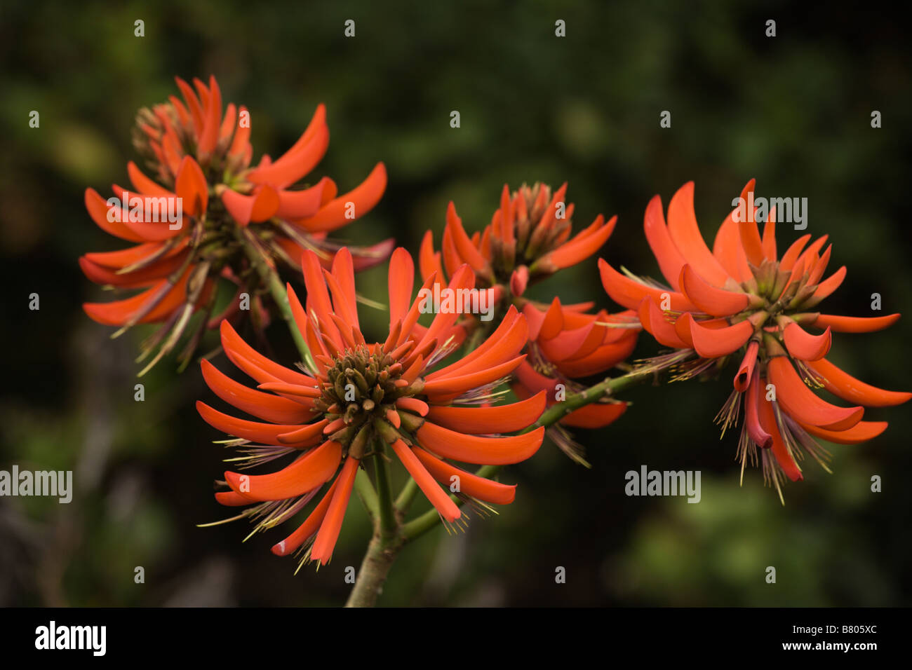 Red flowers on a flowering tree in Chinnar Wildlife Sanctuary in Kerala India Stock Photo Alamy