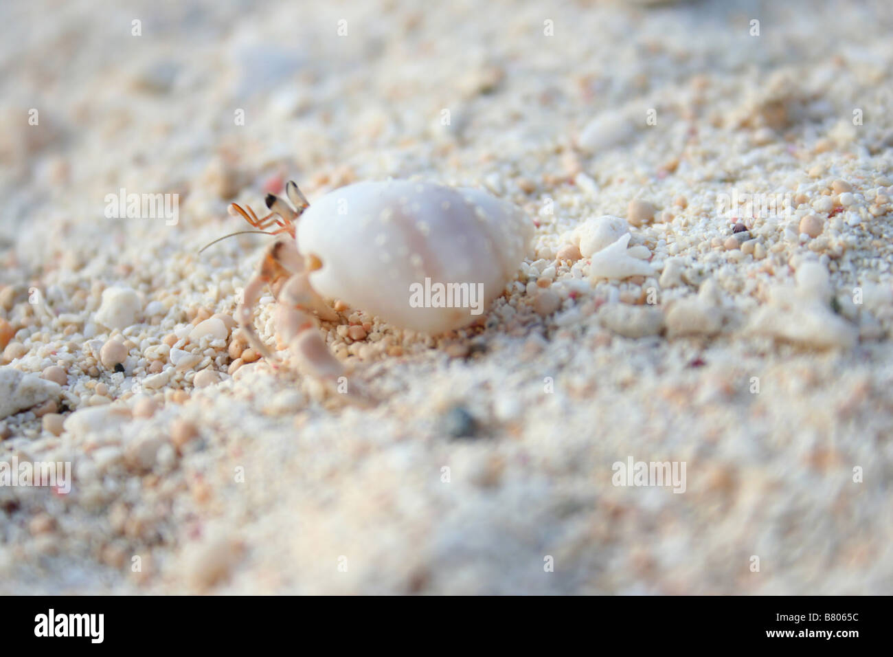 Hermit crab on land hi-res stock photography and images - Alamy