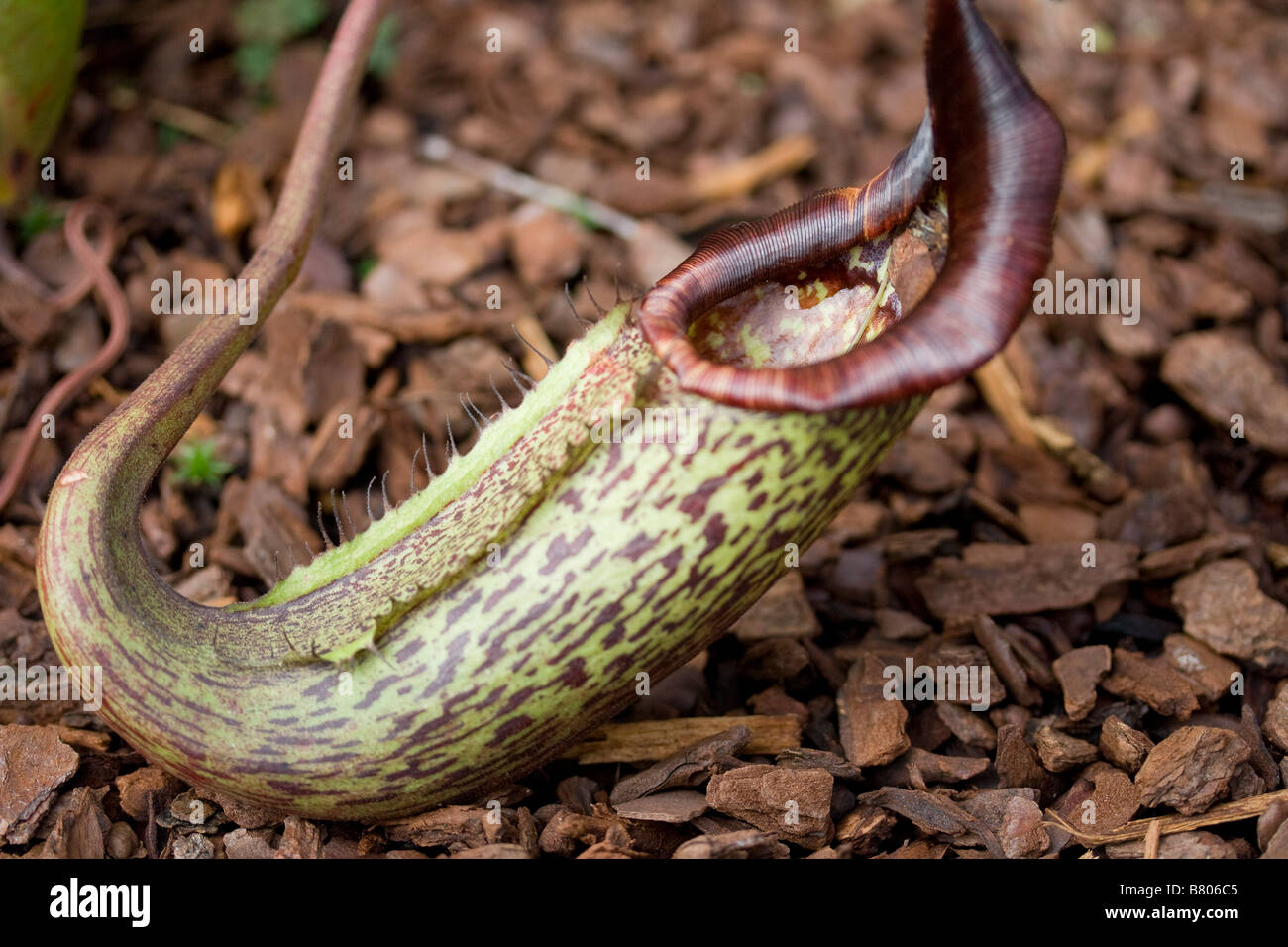 Sarracenia rubra Stock Photo