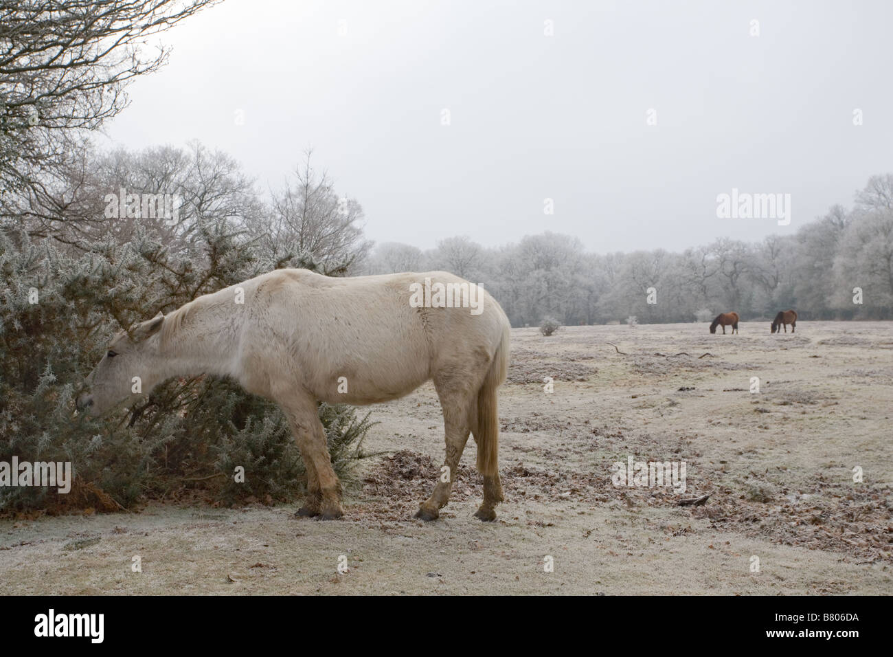 Pony and hoar frost in the New Forest Stock Photo
