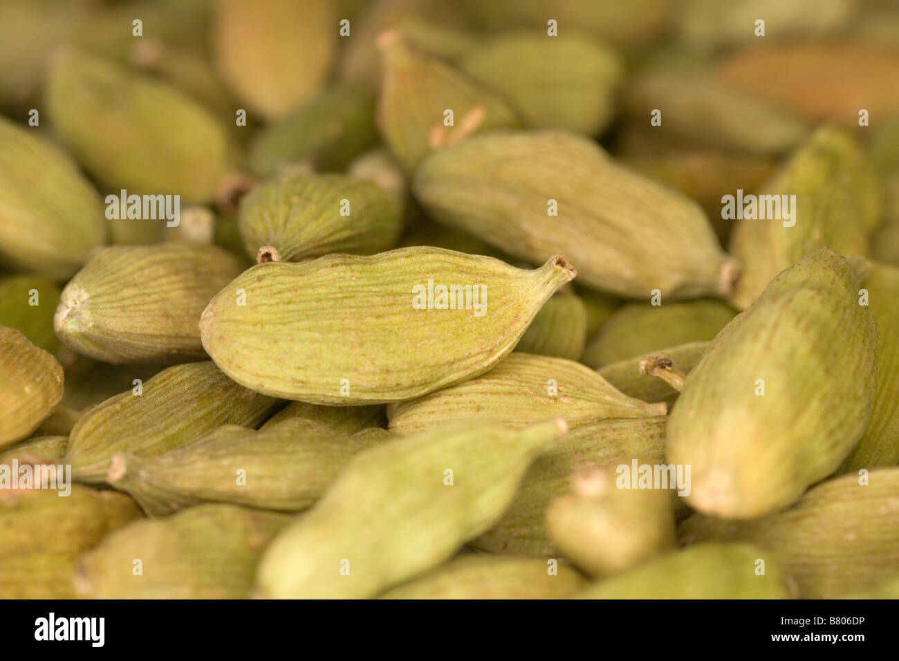 Green Cardamom pods Stock Photo Alamy
