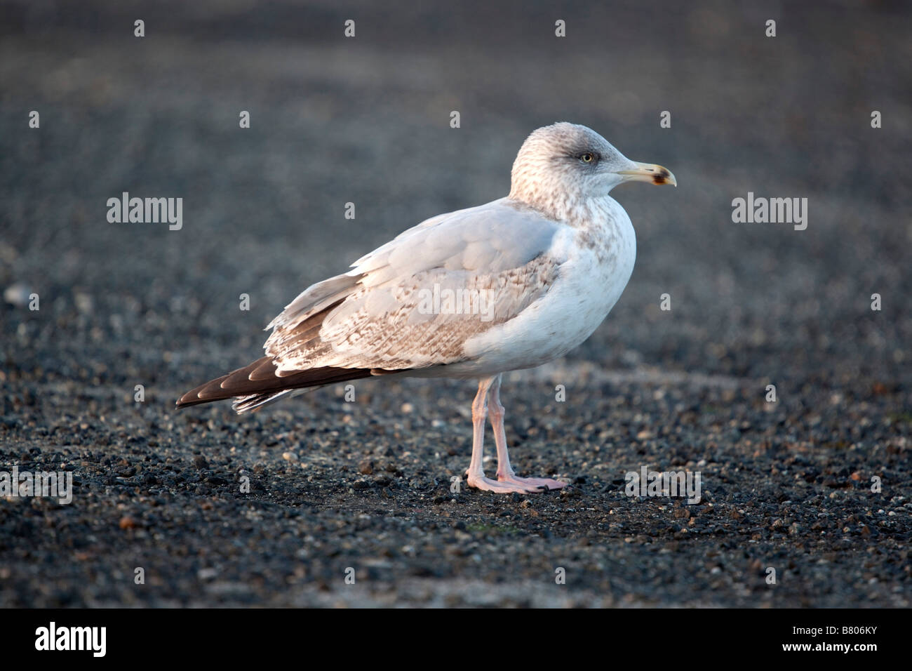 herring gull Larus argentatus second winter plumage Stock Photo Alamy