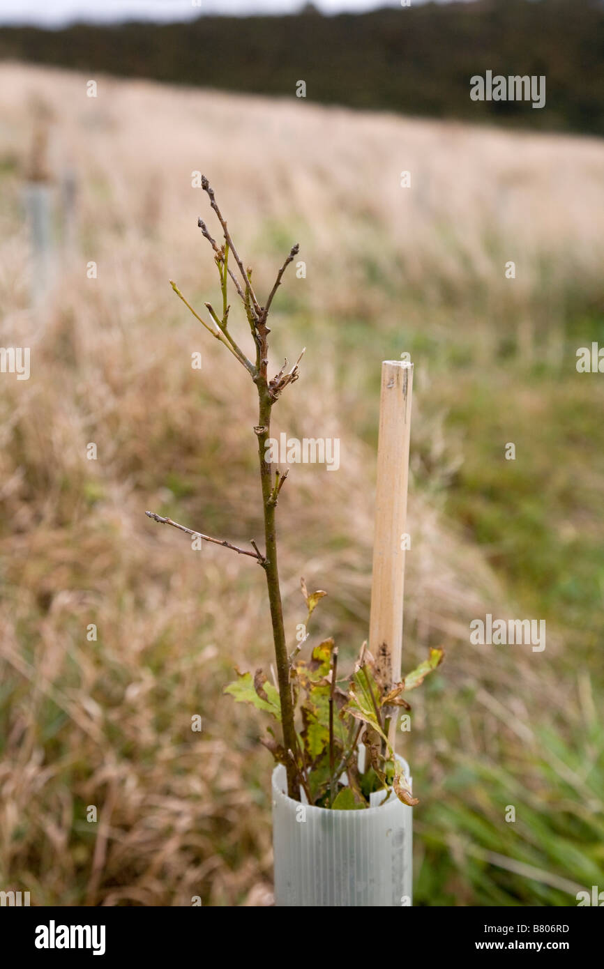 sapling-hi-res-stock-photography-and-images-alamy