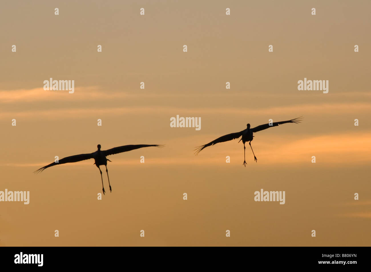 Sandhill Cranes Grus canadensis about to land in a pond at the Celery Fields in Sarasota Florida in a orange sunset sky Stock Photo