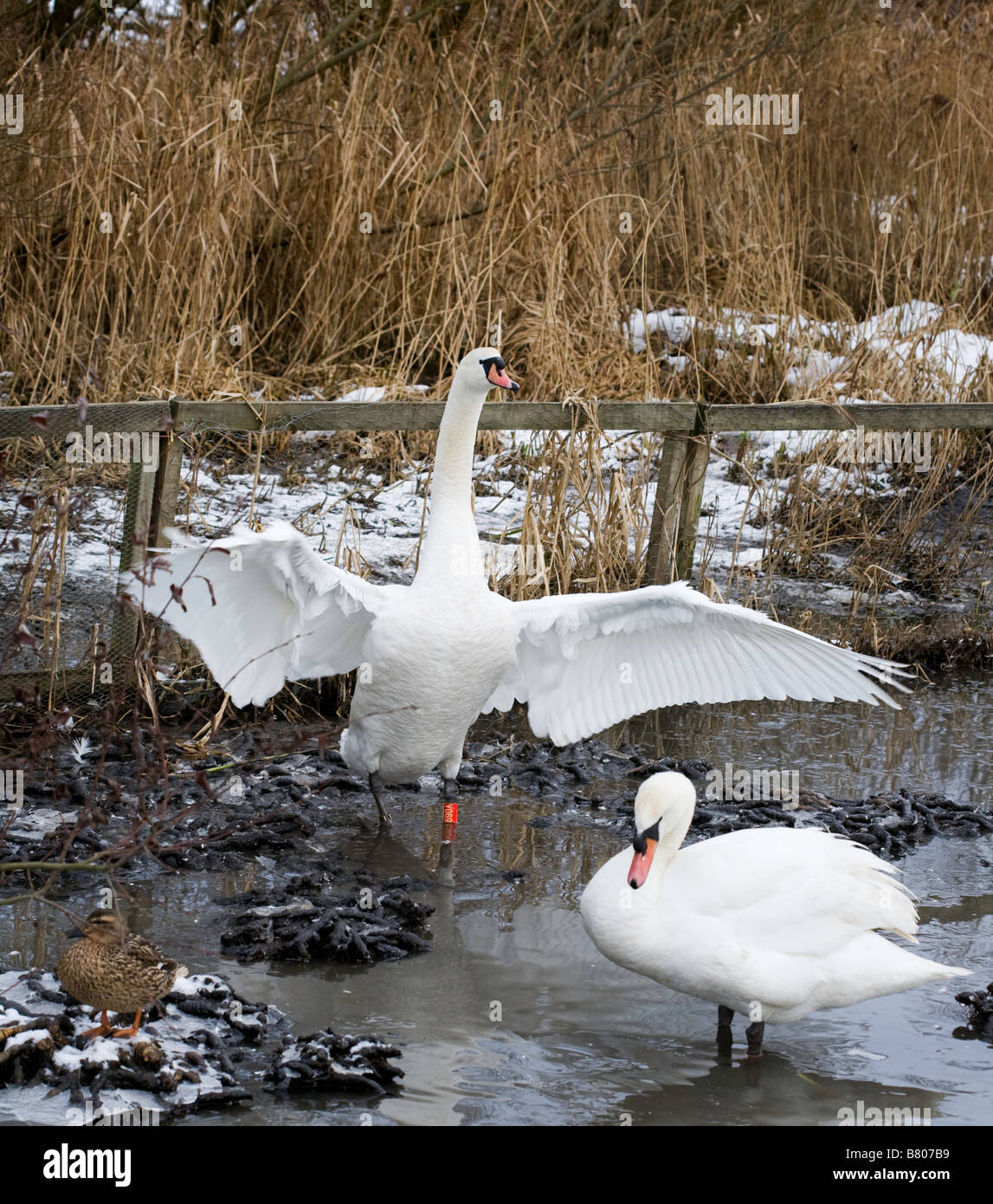 Mute swans in winter Stock Photo