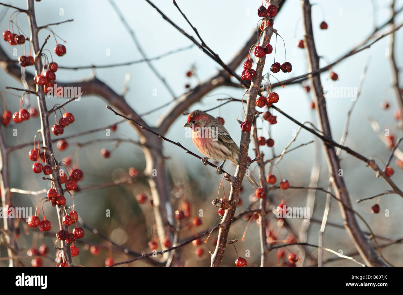 A male House Finch, Haemorhous mexicanus, perches in a crabapple tree