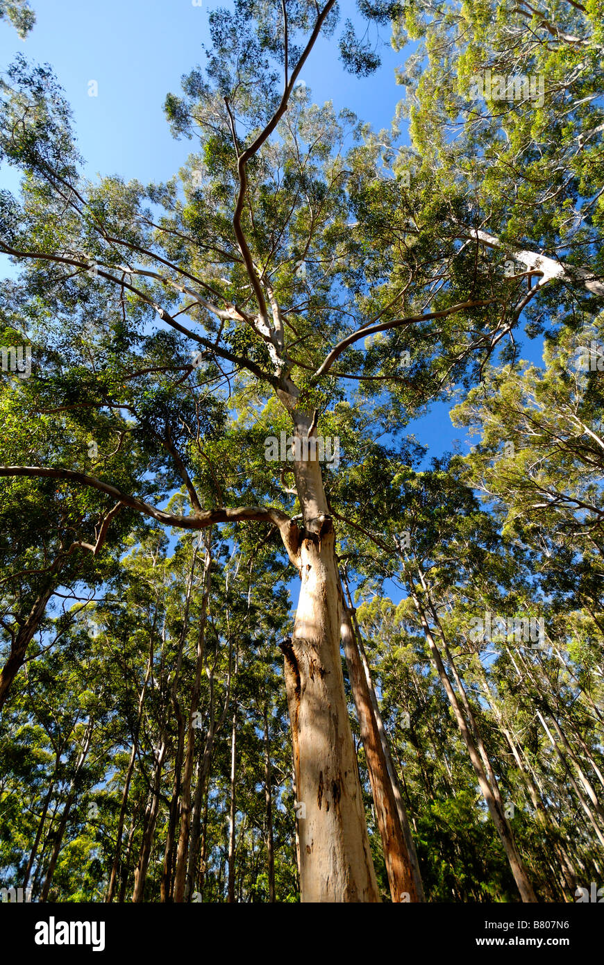 Tall trees Western Australia Stock Photo