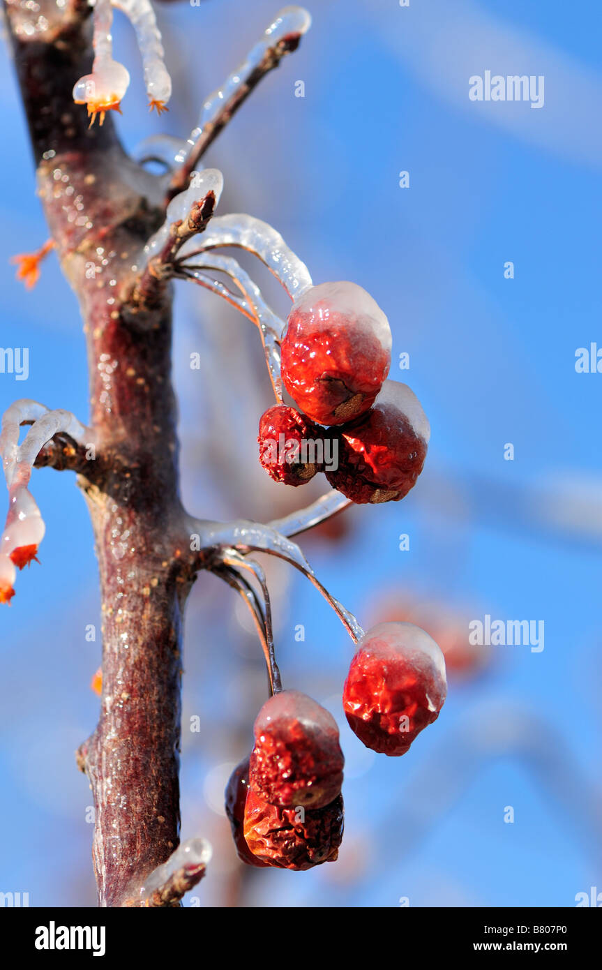 A closeup of crabapples covered in ice. Oklahoma, USA. Stock Photo