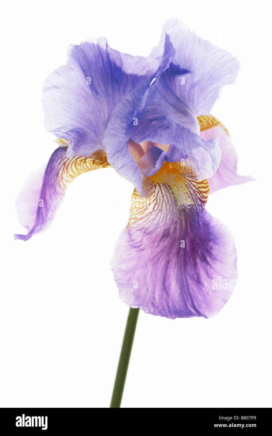 Bearded iris against white background Stock Photo